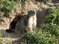 Mont Cenis - une marmotte