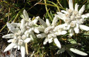 Edelweiss en fleurs