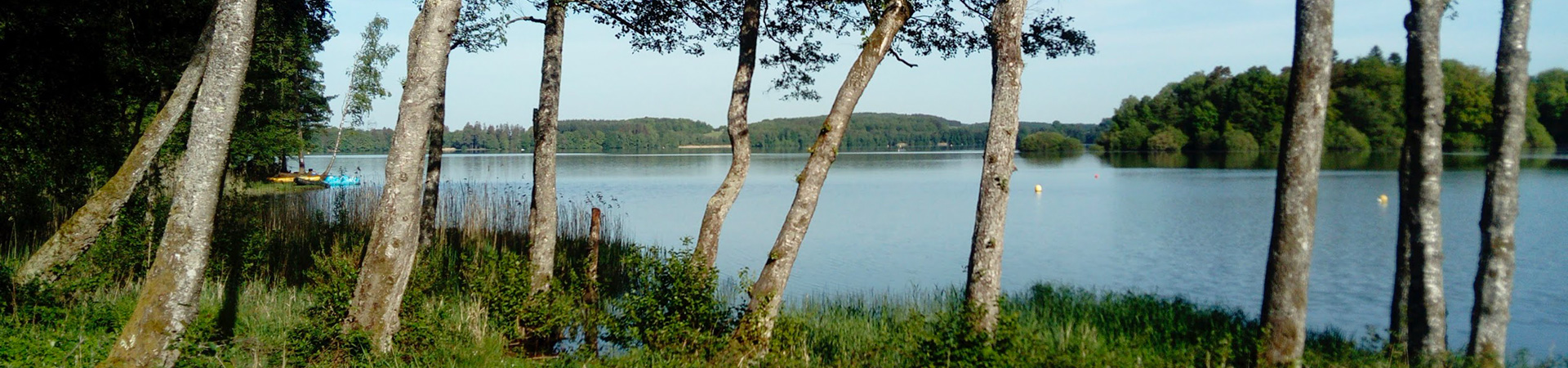 lac du Morvan avec en 1er plan des bouleaux